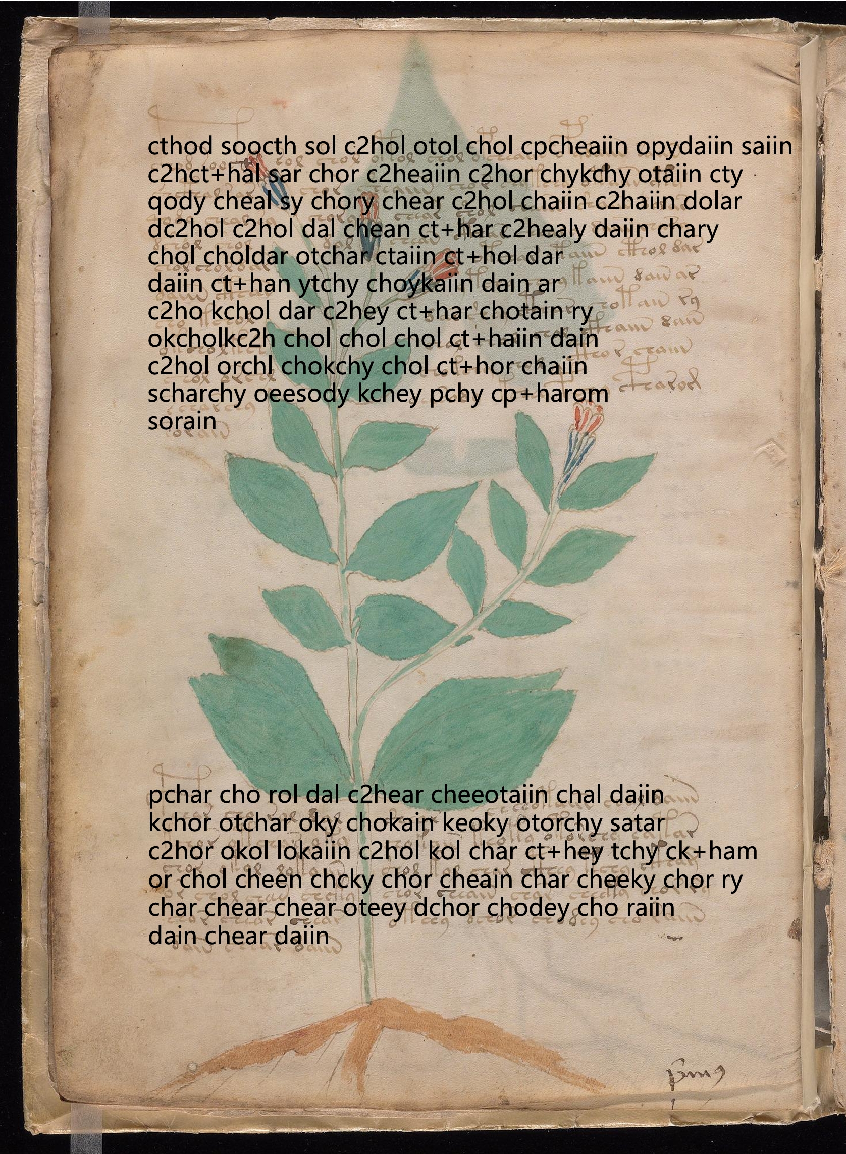 Folio 8v glyph overlay on parchment